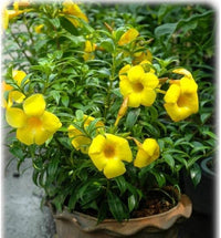 Golden Trumpet Cherry Ripe (Allamanda cathartica) - Ladybird Nursery