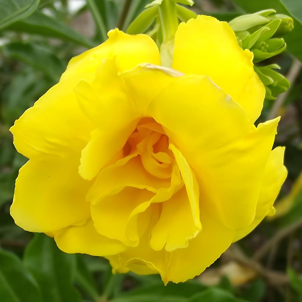 Golden Trumpet Double Yellow (Allamanda spp.) - Ladybird Nursery