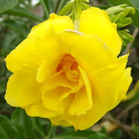 Golden Trumpet Double Yellow (Allamanda spp.) - Ladybird Nursery