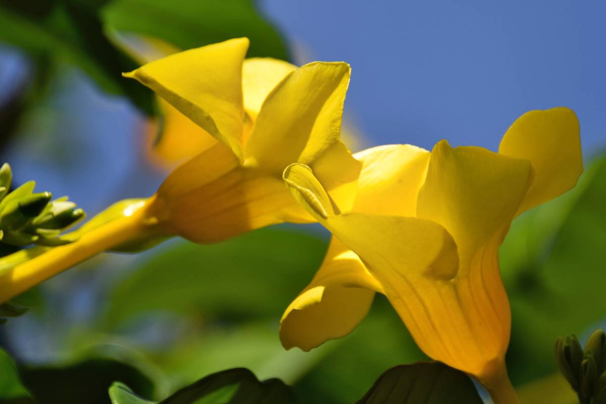 Golden Trumpet Sunnee (Allamanda Silver)