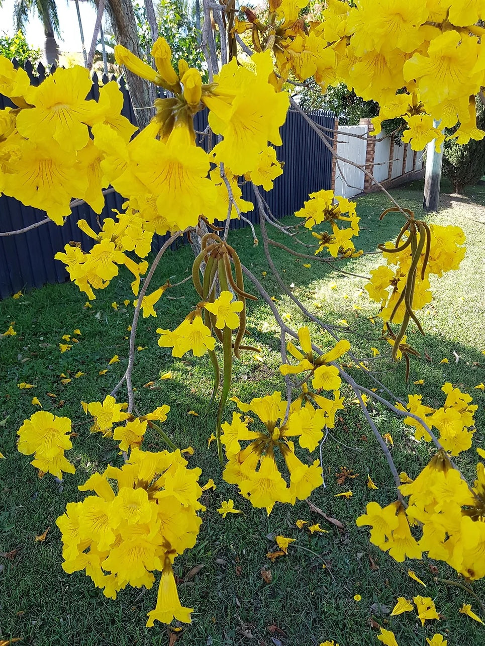 Golden Trumpet Tree (Tabebuia chrysanthus)