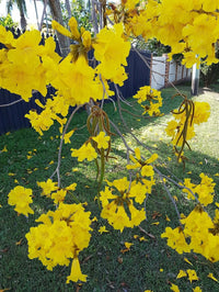 Golden Trumpet Tree (Tabebuia chrysanthus) - Ladybird Nursery