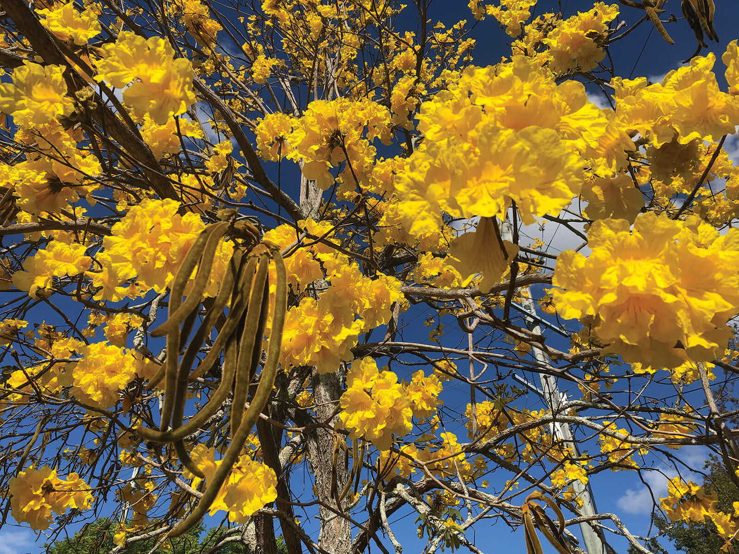 Golden Trumpet Tree (Tabebuia chrysotricha)
