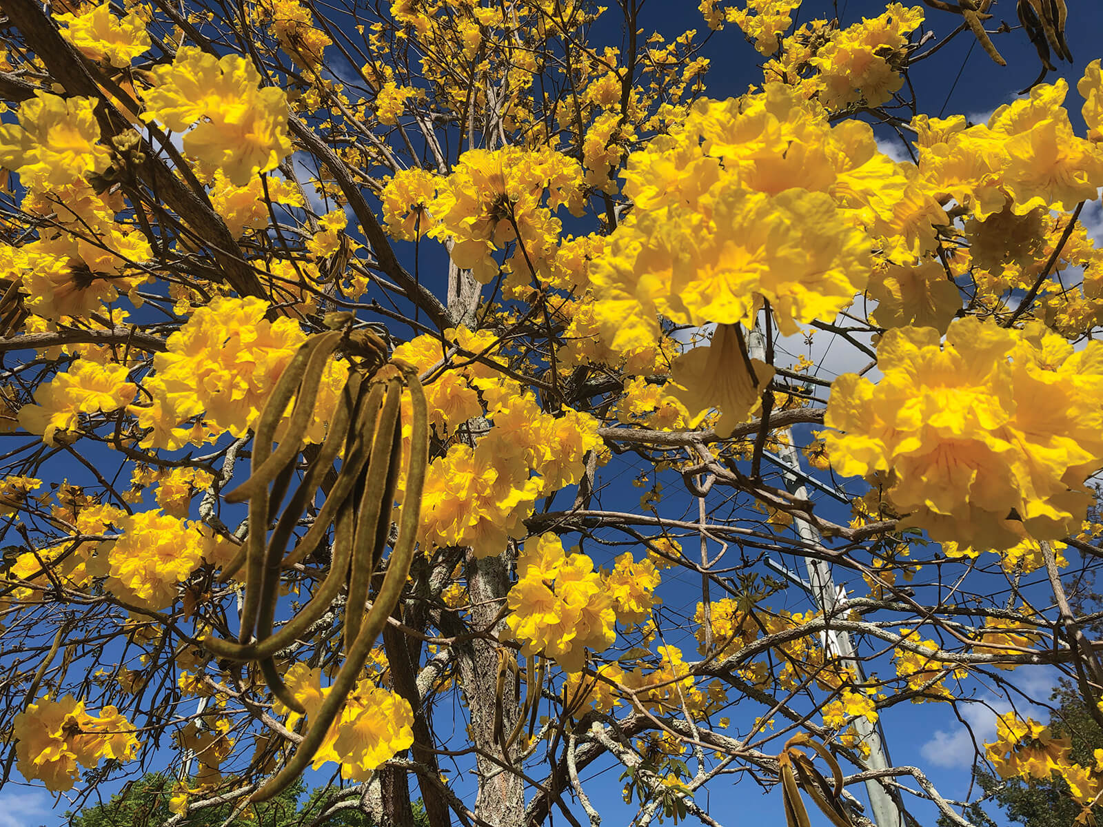 Golden Trumpet Tree (Tabebuia chrysotricha)