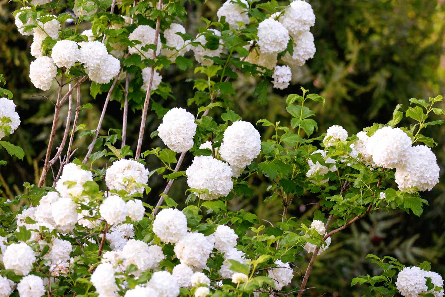 Golden Viburnum Aureum (Viburnum opulus)