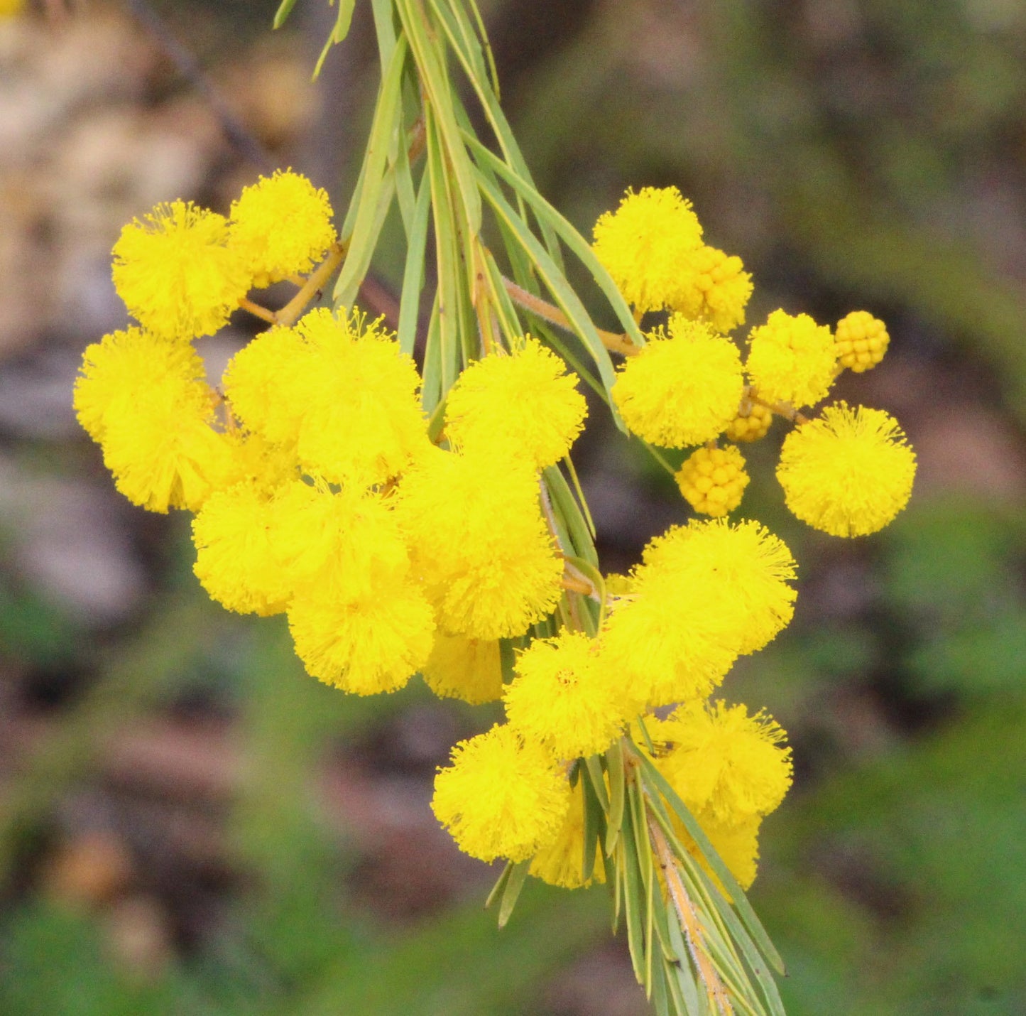 Golden Wreath Wattle Springtime Cascade (Acacia saligna)