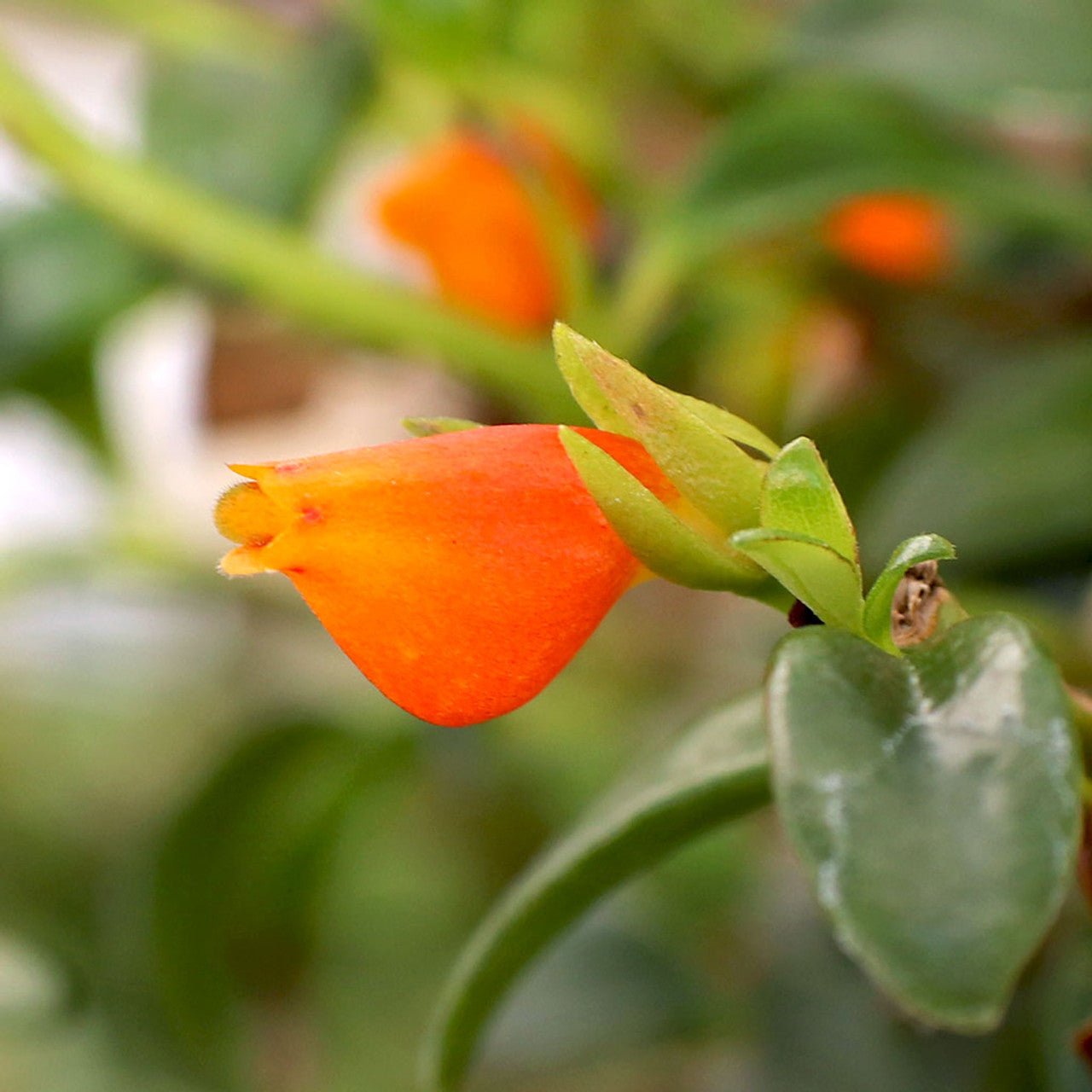 Goldfish Plant (Nematanthus gregarius) - Ladybird Nursery