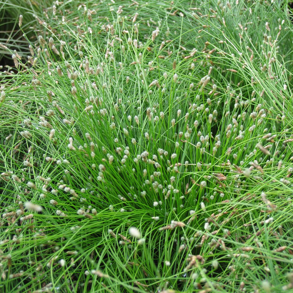 Fiber Optic Grass (Scirpus cernuus)