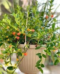 Goldfish Plant Assorted (Nematanthus spp.)