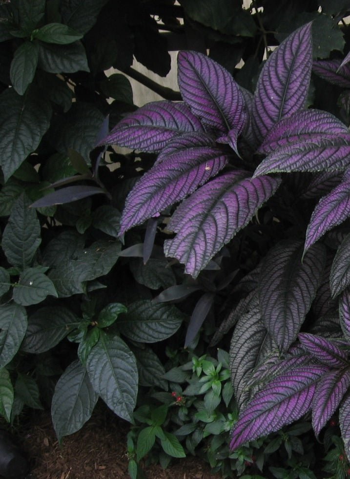 Goldfussia (Strobilanthes anisophyllus) - Ladybird Nursery