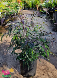 Goldfussia Chameleon (Strobilanthes anisophyllus) - Ladybird Nursery