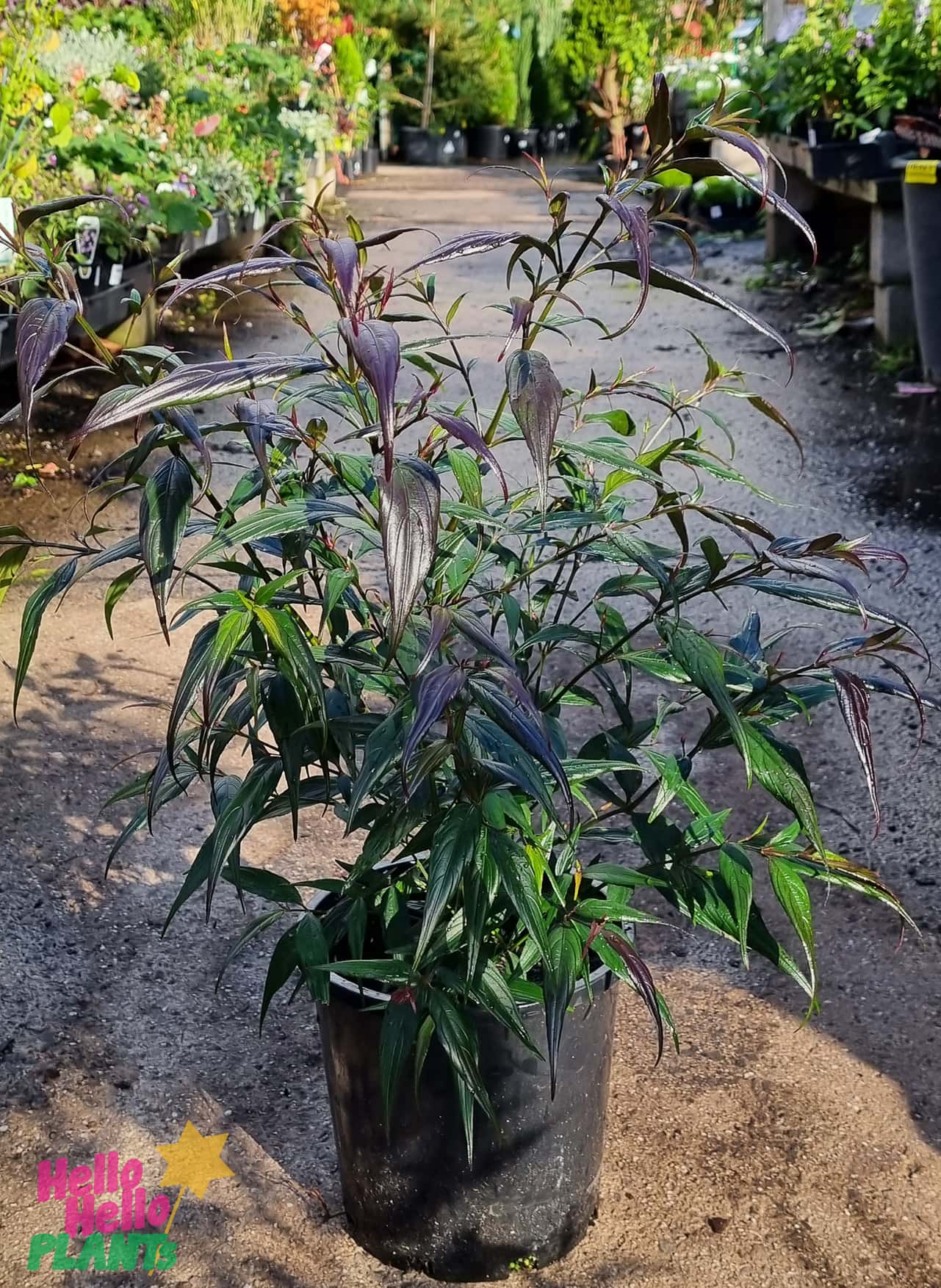Goldfussia Chameleon (Strobilanthes anisophyllus) - Ladybird Nursery