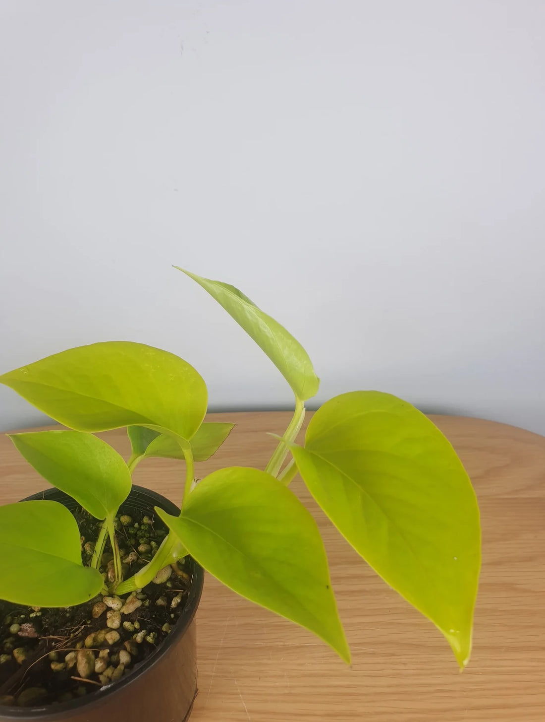 Pothos 'Goldilocks' (Epipremnum aureum) - Ladybird Nursery