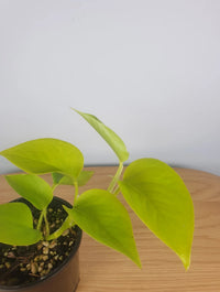 Pothos 'Goldilocks' (Epipremnum aureum) - Ladybird Nursery