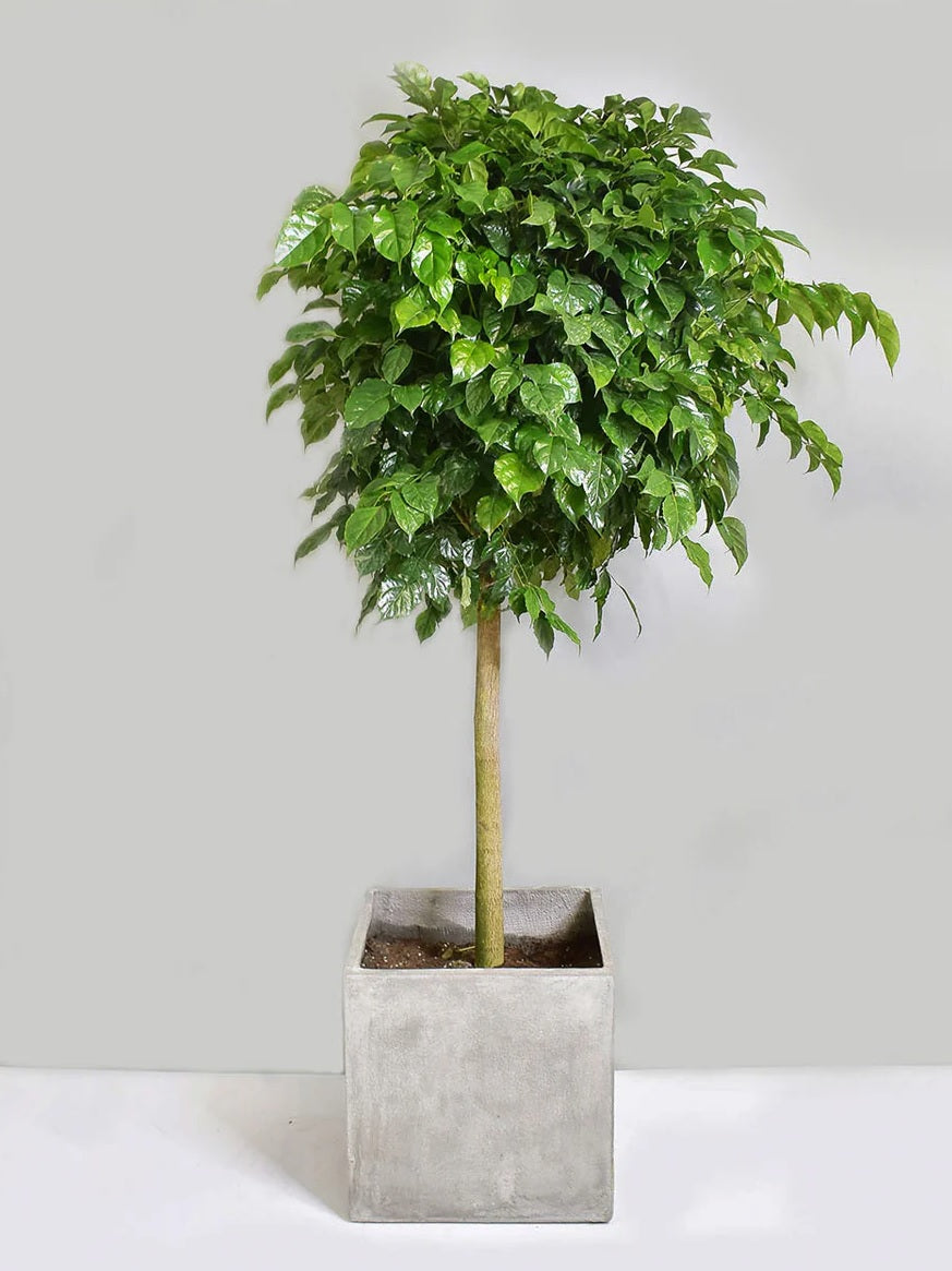 Goldilocks (Radermachera hainanensis)