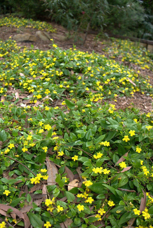 Goodenia Mallee Bonza - Ladybird Nursery