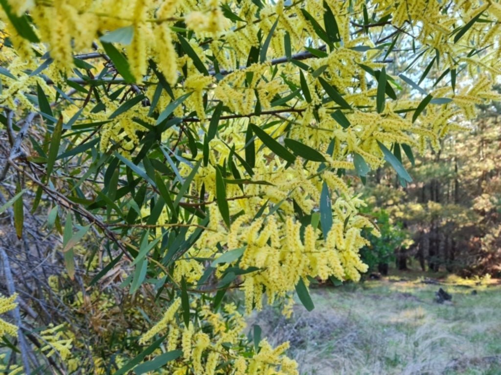 Sallow Wattle (Acacia floribunda) - Ladybird Nursery