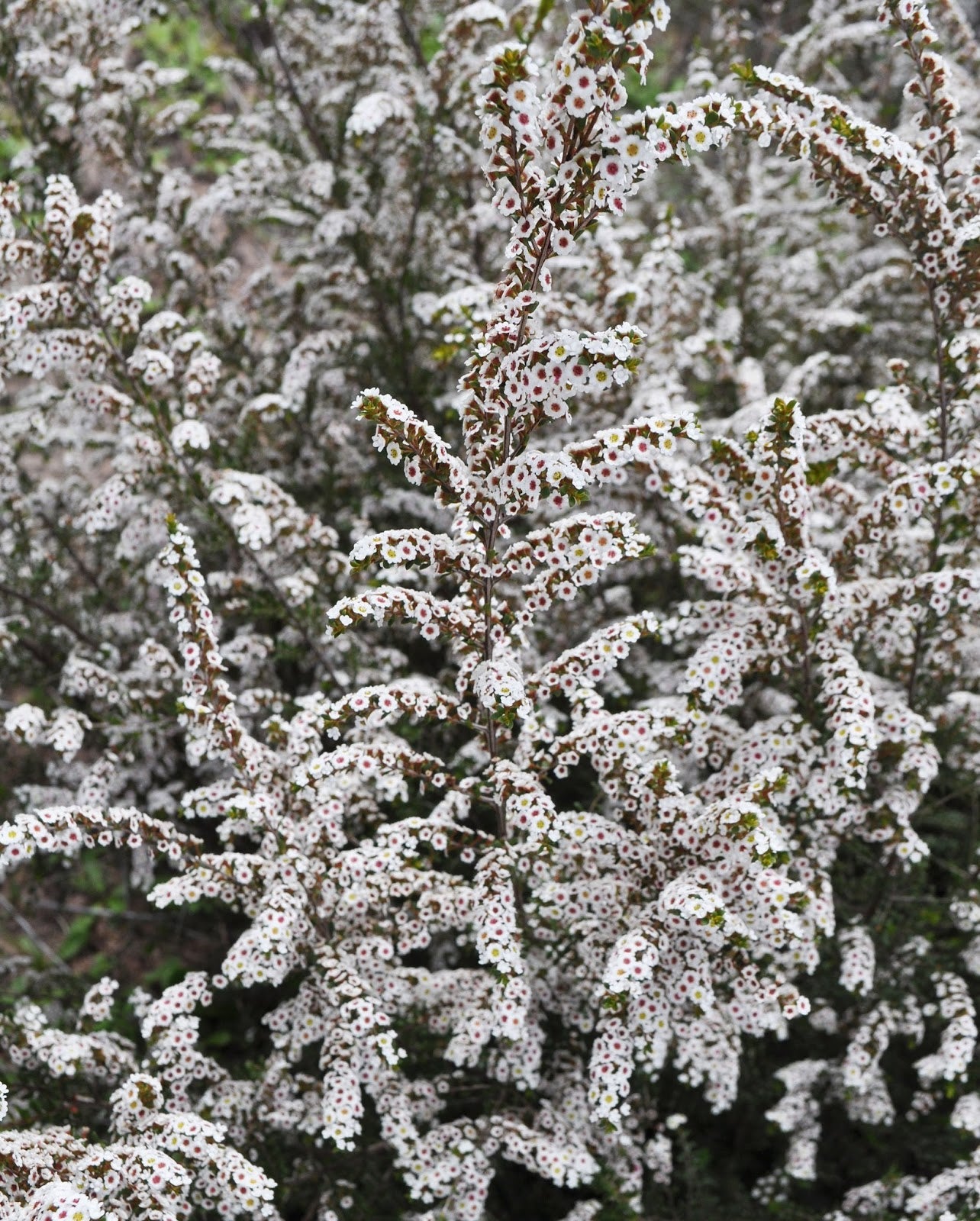 Grampians Thryptomene (Thryptomene saxicola) - Ladybird Nursery