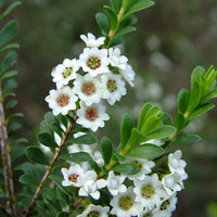 Grampians Thryptomene F.C. Payne (Thryptomene saxicola) - Ladybird Nursery