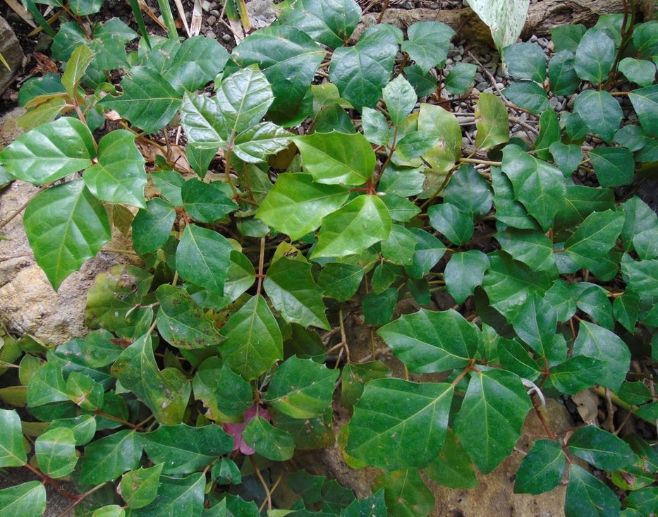 Grape Ivy (Cissus rhombifolia)