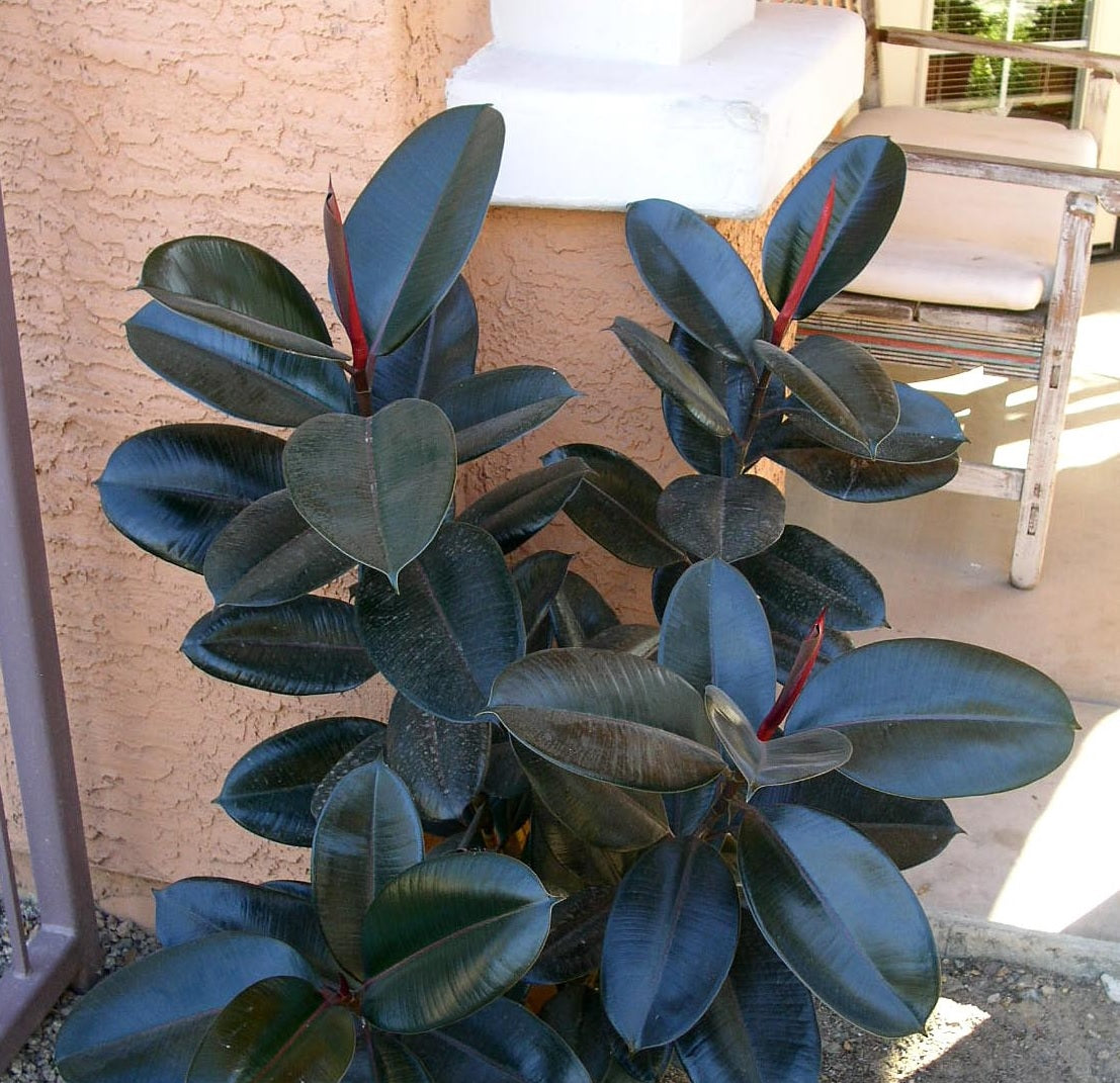 Ficus Rubra Rubber Plant (Ficus elastica)