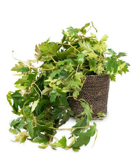 Grape Ivy Ellen Danica (Cissus rhombifolia)