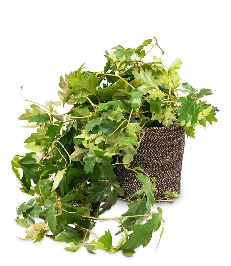 Grape Ivy Ellen Danica (Cissus rhombifolia) - Ladybird Nursery