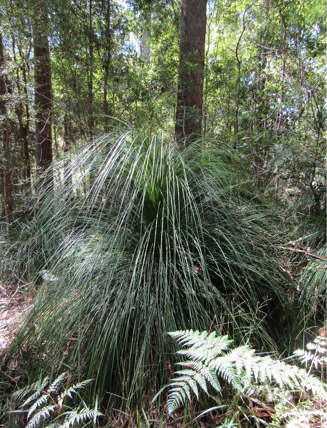 Grass Tree (Xanthorrhoea latifolia)