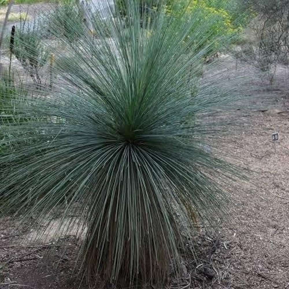 Grass Tree seed grown (Xanthorrhoea glauca)
