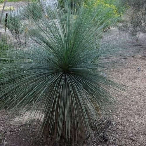 Grass Tree seed grown (Xanthorrhoea glauca) - Ladybird Nursery