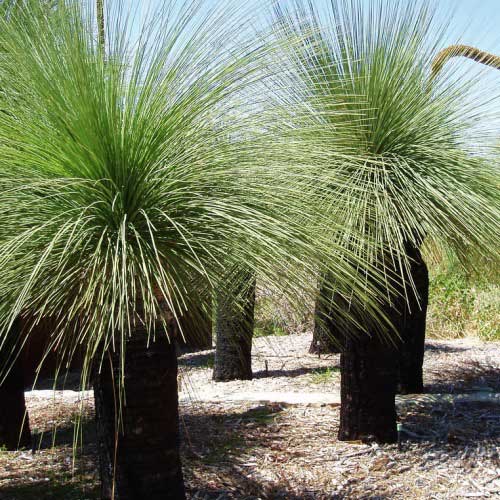 Grass Tree seed grown (Xanthorrhoea latifolia)