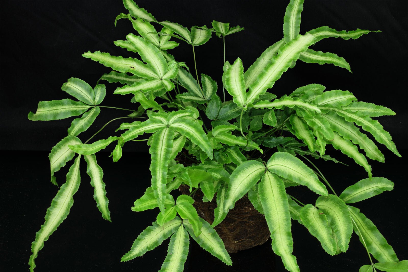 Green Brake Fern (Pteris cretica) - Ladybird Nursery