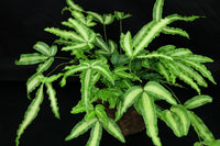 Green Brake Fern (Pteris cretica)