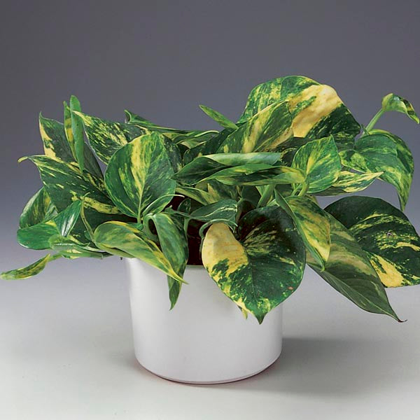 Green Form Pothos - Devils Ivy (Epipremnum aureum)