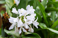 Green Ginger Lily (Hedychium greenii) - Ladybird Nursery
