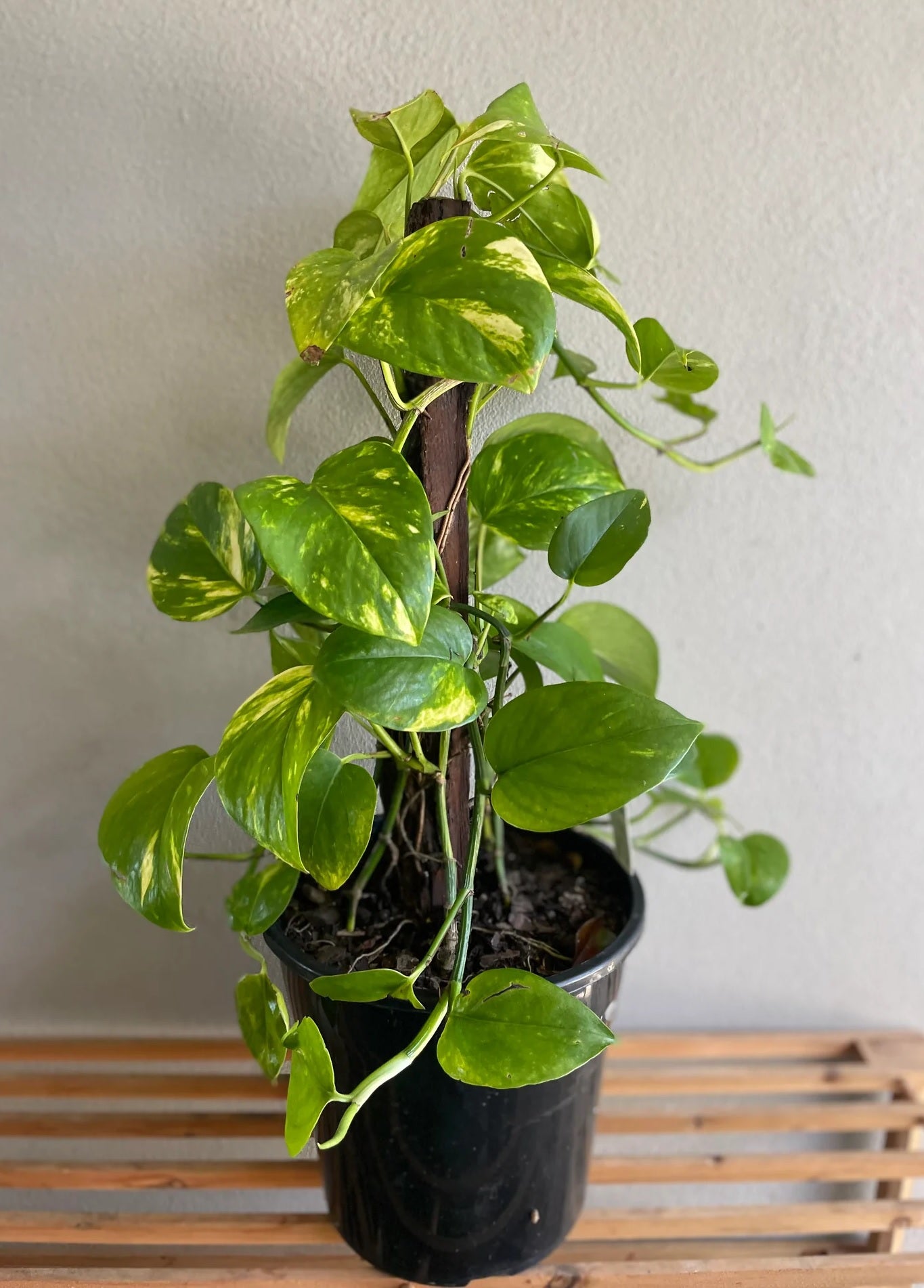 Green Gold Pothos - Devils Ivy (Epipremnum aureum)