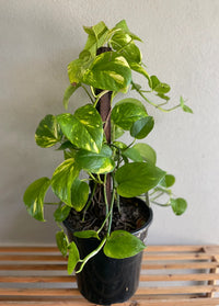 Green Gold Pothos - Devils Ivy (Epipremnum aureum) - Ladybird Nursery