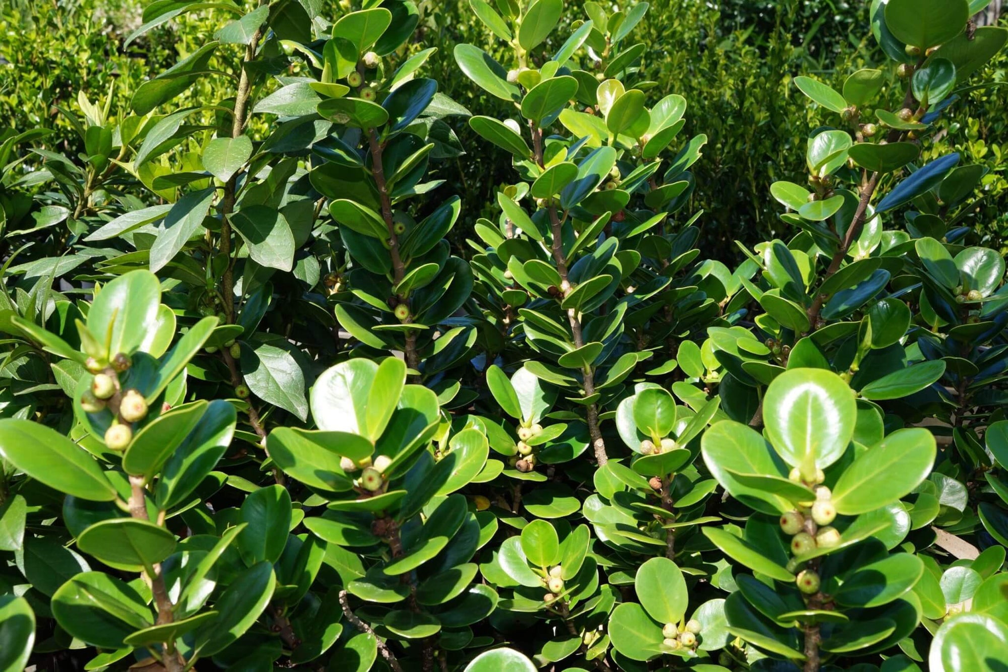 Green Island Fig (Ficus microcarpa) - Ladybird Nursery