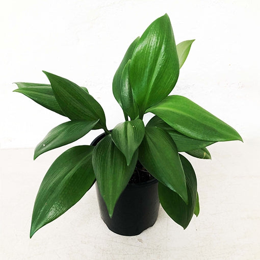 Green Lily Supreme (Caliphruria subedentata)