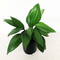 Green Lily Supreme (Caliphruria subedentata) - Ladybird Nursery