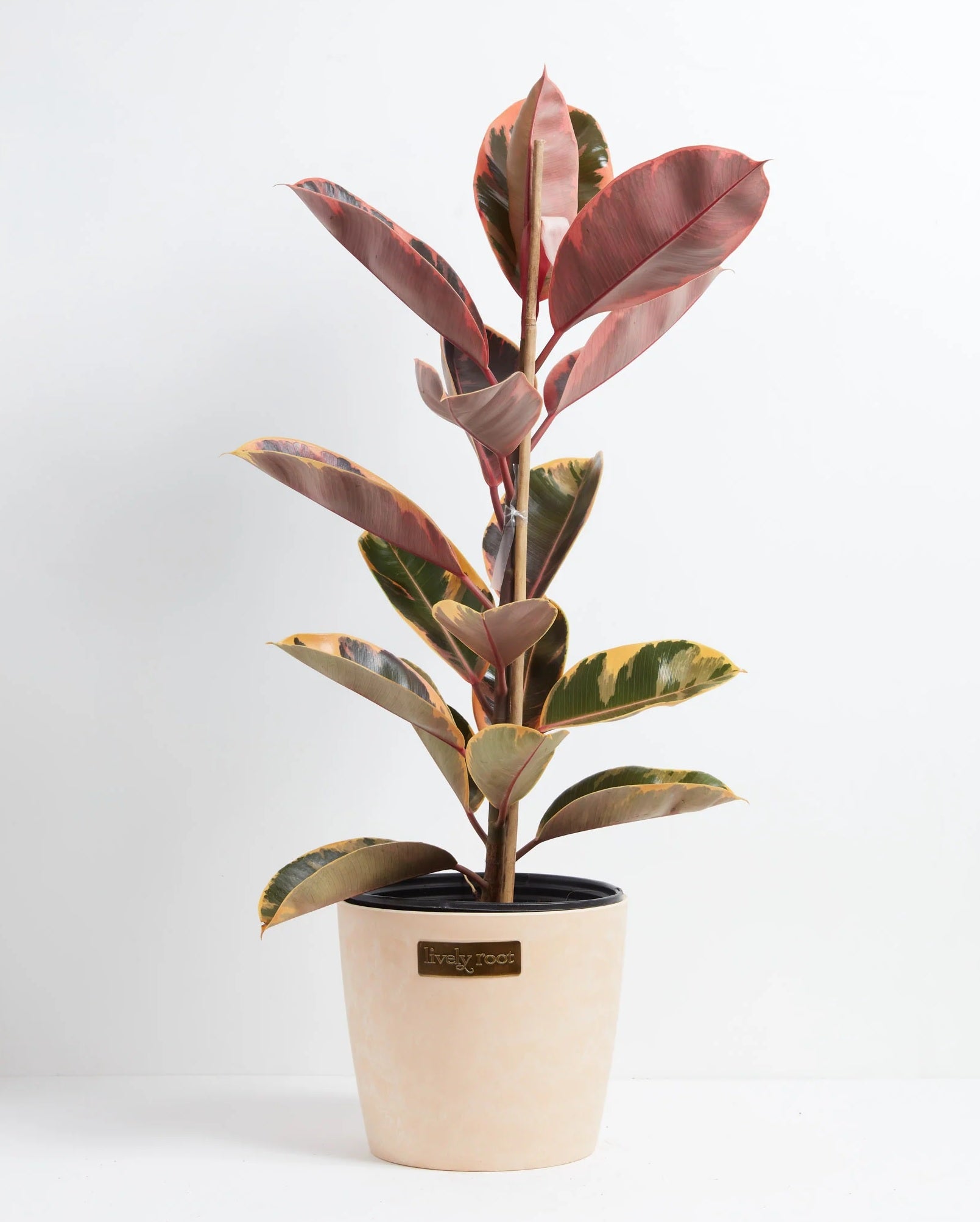 Ficus Ruby Rubber Plant (Ficus elastica)