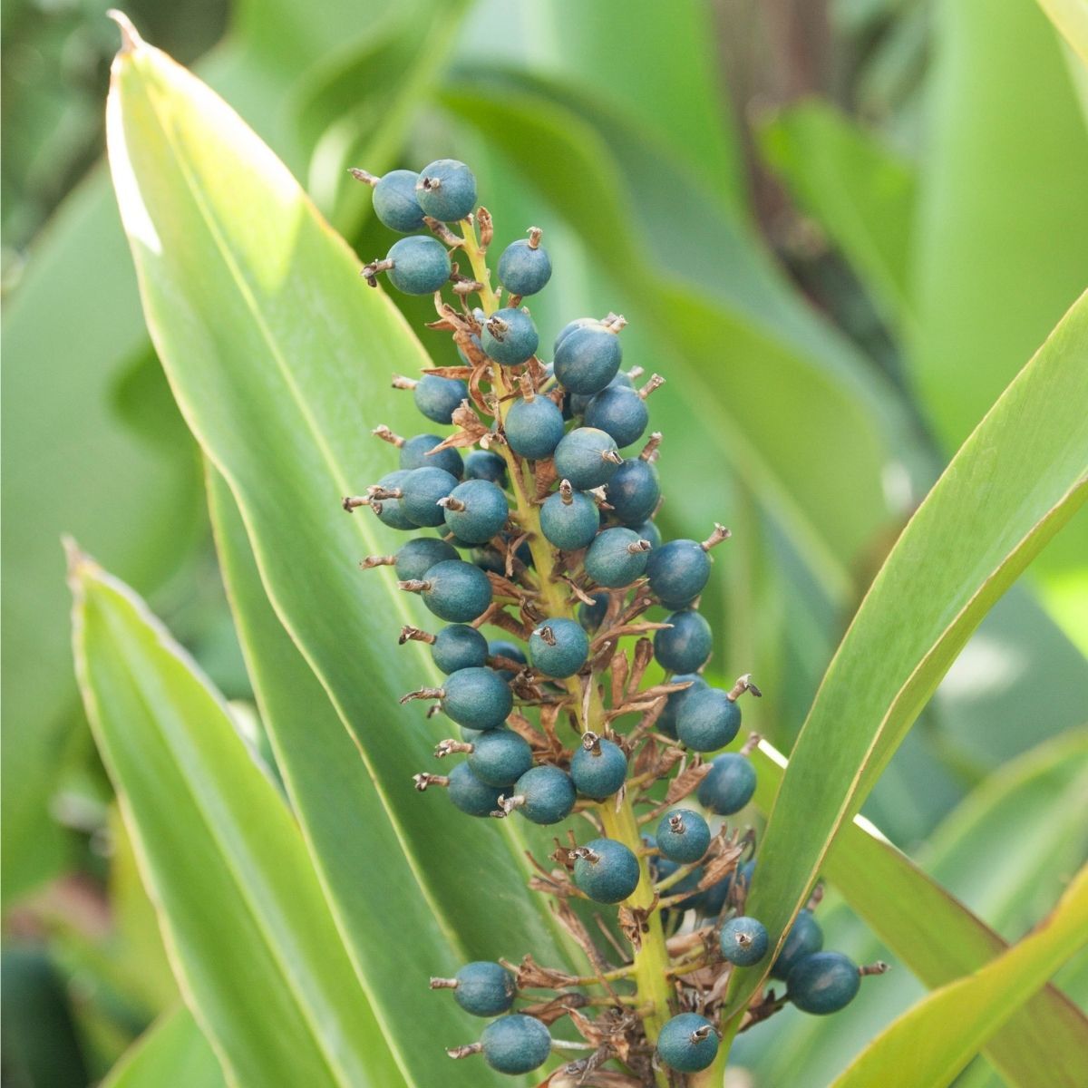 Green Native Ginger (Alpinia caerulea)