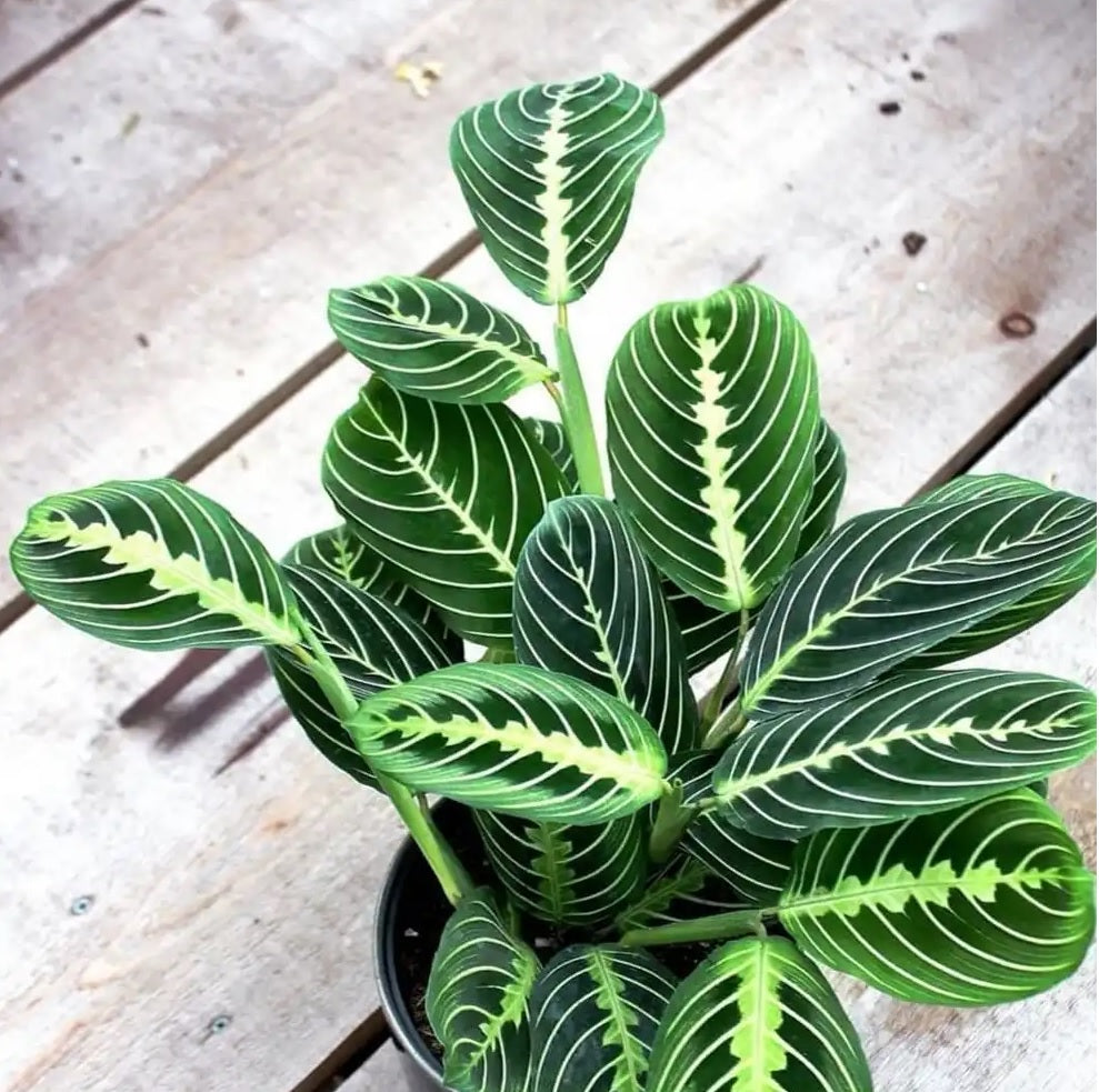 Green Prayer Plant (Calathea spp.)