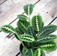 Green Prayer Plant (Calathea spp.) - Ladybird Nursery