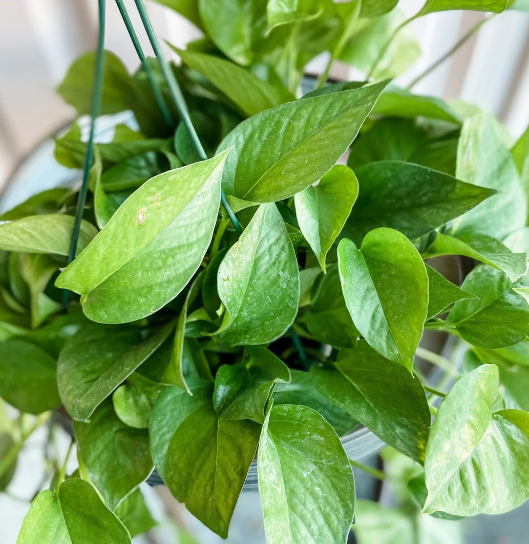 Green Queen (Epipremnum aureum)