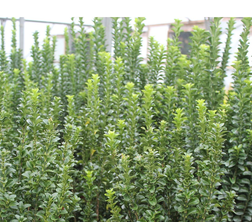 Green Rocket Spindle (Euonymus japonicus)