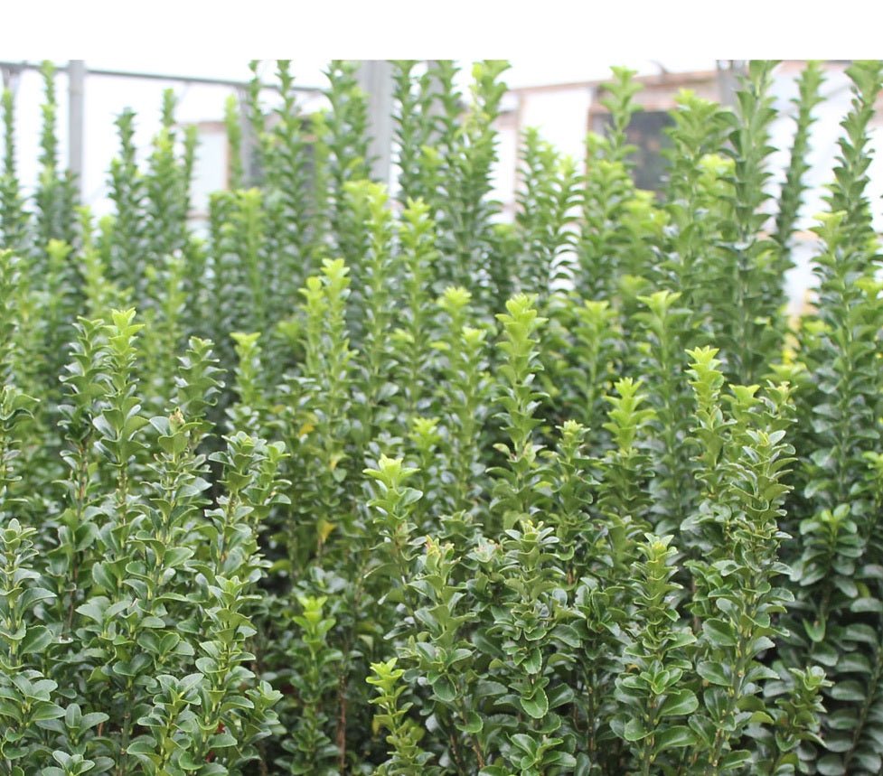 Green Rocket Spindle (Euonymus japonicus) - Ladybird Nursery