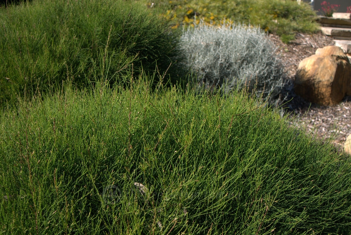 Green Wave (Casuarina glauca)