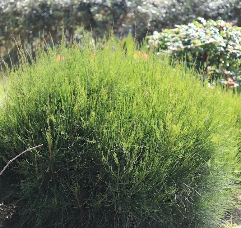 Green Wave Greenwave (Casuarina glauca) - Ladybird Nursery