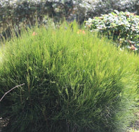 Green Wave Greenwave (Casuarina glauca) - Ladybird Nursery